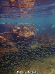 Near a wreck, Bay Islands. by Alison Ranheim 